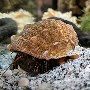 Thinstripe Hermit-crab - July 8th 2023