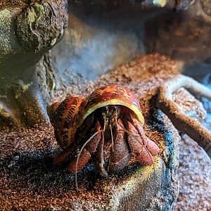 Caribbean Hermit-crab - July 8th 2023
