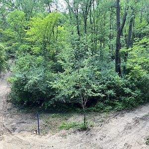 Treetop Trail - Forest