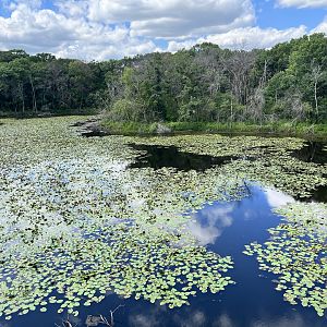 Treetop Trail - Pond