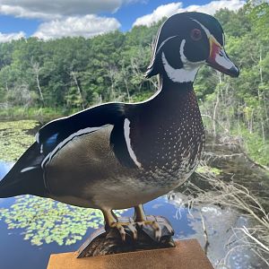 Treetop Trail - Wood Duck Cut-Out