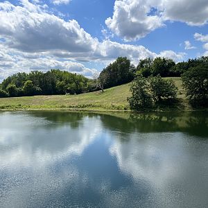 Przewalski’s Horse Exhibit from the Treetop Trail