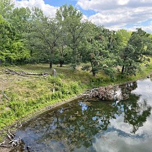 Przewalski’s Horse Exhibit from the Treetop Trail