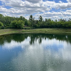 Przewalski’s Horse Exhibit from the Treetop Trail