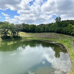 Przewalski’s Horse Exhibit from the Treetop Trail