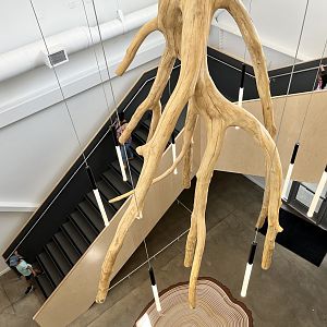 Hanifl Family Nature Center - Root Sculpture