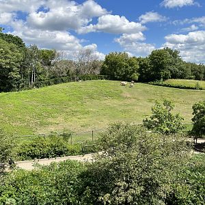 Przewalski’s Horse Exhibit from the Treetop Trail