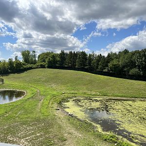 Bactrian Camel Exhibit from the Treetops Trail