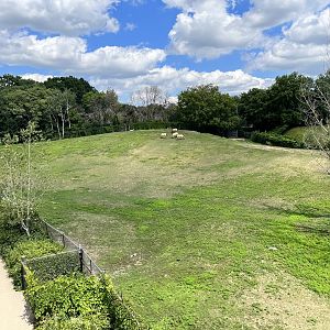 Przewalski’s Horse Exhibit from the Treetop Trail
