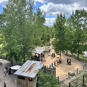 Llama Trek from the Treetop Trail