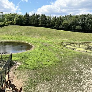 Bactrian Camel Exhibit from the Treetop Trail