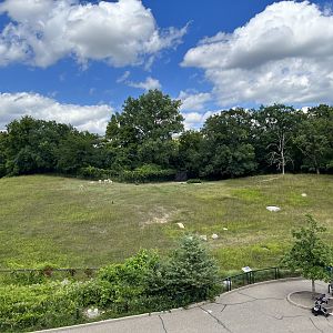 Pronghorn Exhibit from the Treetop Trail