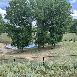American Bison Exhibit from the Treetop Trail