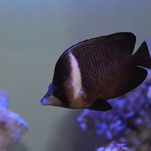 Oman butterflyfish (Chaetodon dialeucos)