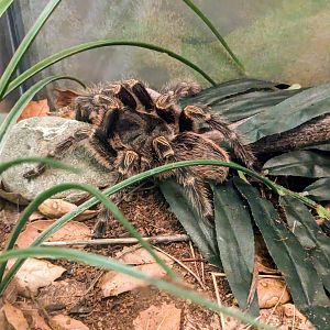 Chaco Golden-knee Tarantula - July 8th 2023