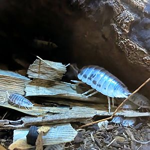 Dairy Cow Isopod - July 8th 2023