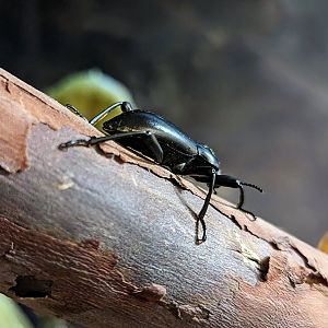 Darkling Beetle - July 8th 2023