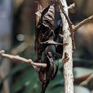 Ghost Mantis - July 8th 2023