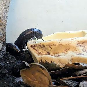 Giant African Millipede - July 8th 2023