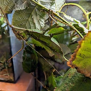 Giant Thorny Phasmid - July 8th 2023