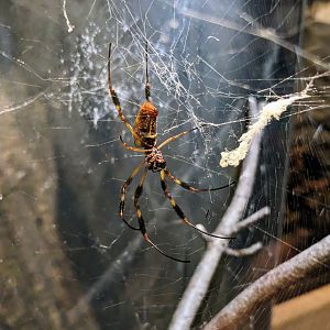 Golden Silk Orb-weaver - July 8th 2023