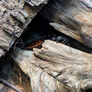 Madagascar Hissing Cockroach - July 8th 2023