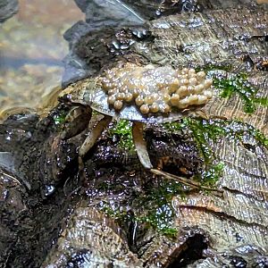 North American Giant Water Bug - July 8th 2023