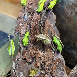 Pipevine Swallowtail Chrysalis - July 8th 2023