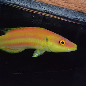 Lemon-striped pygmy hogfish (Bodianus bennetti)