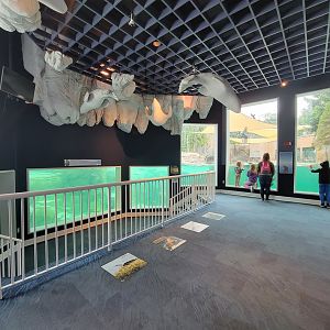 Toledo Zoo, Arctic Encounter - Harbor seal, gray seal, and California sea lions, indoor viewing