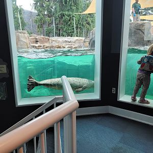 Toledo Zoo, Arctic Encounter - Harbor seal, gray seal, and California sea lions, indoor viewing