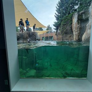 Toledo Zoo, Arctic Encounter - Harbor seal, gray seal, and California sea lions, indoor viewing