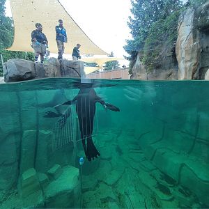 Toledo Zoo, Arctic Encounter - Harbor seal, gray seal, and California sea lions, indoor viewing
