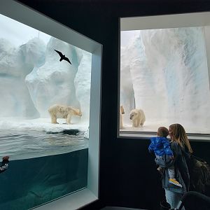 Toledo Zoo, Arctic Encounter - Polar bear cubs and mom