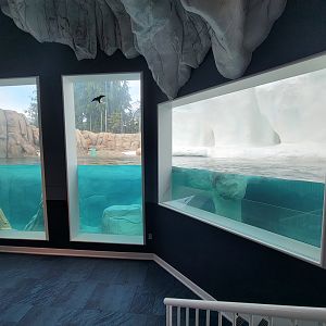 Toledo Zoo, Arctic Encounter - Polar bears