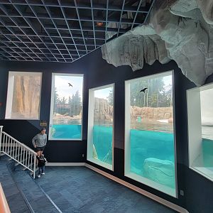 Toledo Zoo, Arctic Encounter - Polar bears