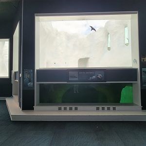 Toledo Zoo, Arctic Encounter - Polar bears