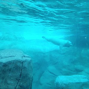 Toledo Zoo, Arctic Encounter - Polar bear cub underwater
