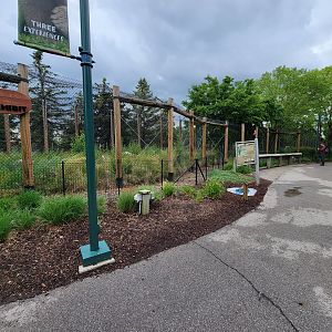 Toledo Zoo, Arctic Encounter - Gray wolves