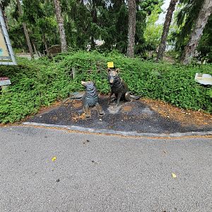 Toledo Zoo, Arctic Encounter - Gray wolves statue. This one barks at you.
