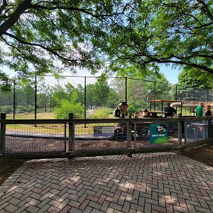 Toledo Zoo, Africa! - Train, end of cheetah yard