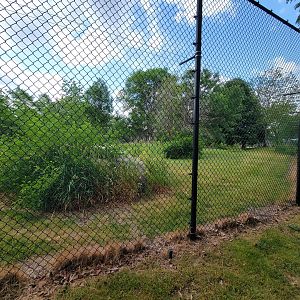 Toledo Zoo, Africa! - Cheetah yard from train