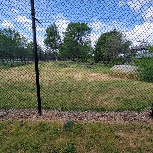 Toledo Zoo, Africa! - Cheetah yard from train