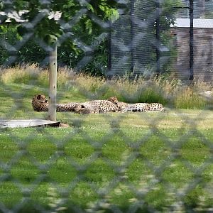 Toledo Zoo, Africa! - Cheetahs from train
