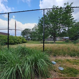 Toledo Zoo, Africa! - Cheetah yard from train