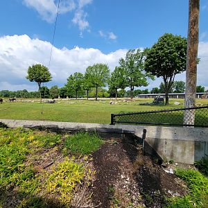 Toledo Zoo, Africa! - Savannah from train