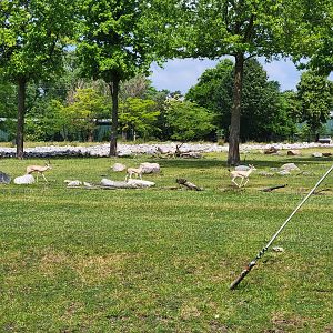 Toledo Zoo, Africa! - Slender-horned gazelles from train