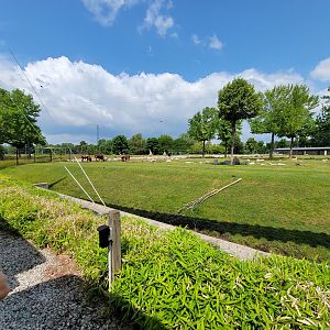 Toledo Zoo, Africa! - Savannah from train