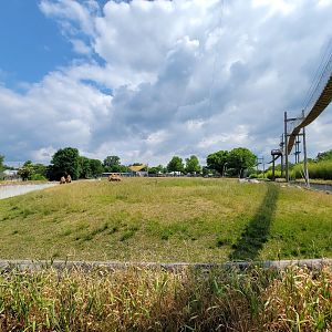 Toledo Zoo, Africa! - Savannah from train, Bactrian camels