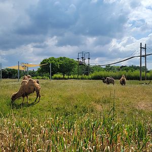 Toledo Zoo, Africa! - Savannah from train, Bactrian camels